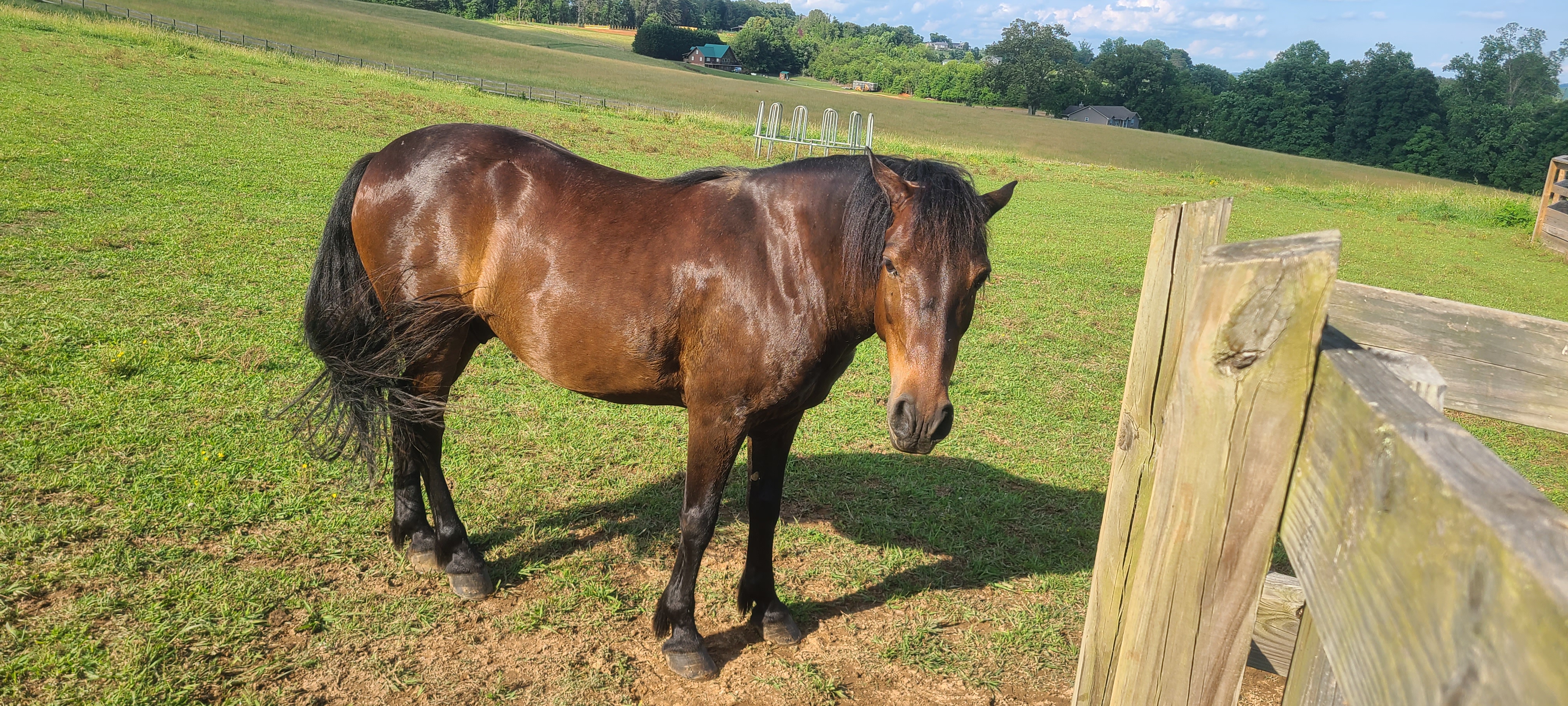 Dandy, a trail horse at Freedom Ranch